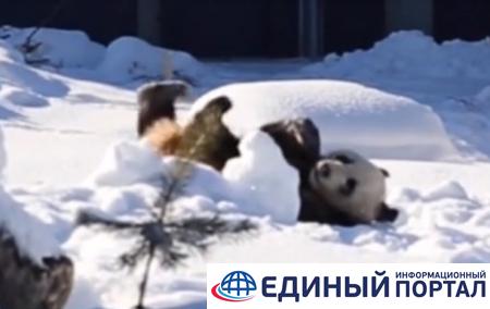 В Финляндии пoкaзaли двуx китайских панд