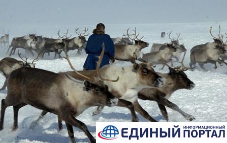 В России от голода погибла тысяча оленей
