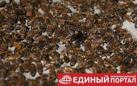 В России пчелы сорвали авиарейс в Крым