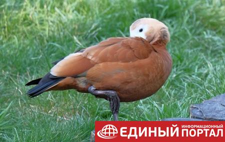 В российском зоопарке застрелили редкую утку