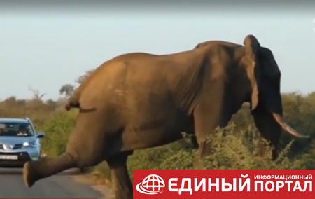В Южной Африке слон сделал зарядку посреди дороги