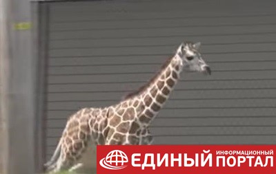В США жираф сбежал из зоопарка