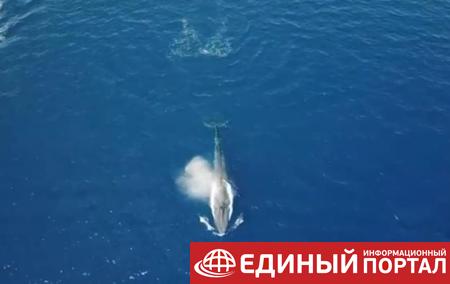 Синий кит впервые заплыл в Красное море