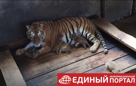 В Китае тигрица родила пять детенышей