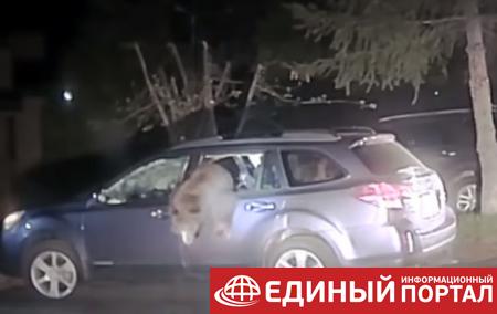В США медведь залез в автомобиль и застрял
