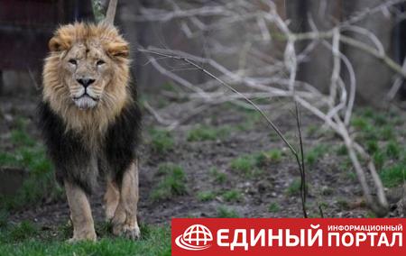 В зоопарк Германии вернули сбежавших на волю львов и тигров