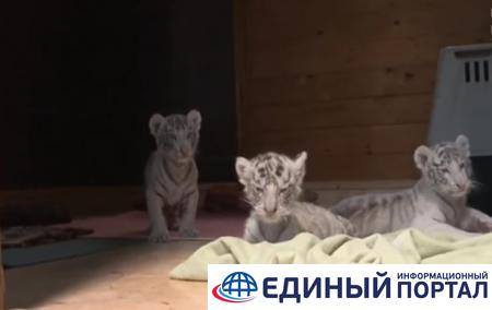 В зоопарке Венгрии родились четыре белых тигренка