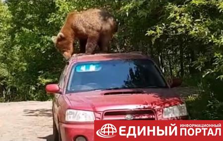 В России медведь попытался проникнуть в салон авто