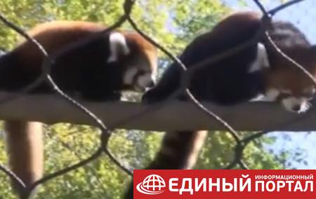 В зоопарке США показали детеныша красной панды