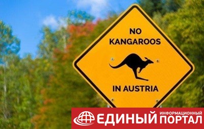 В Австрии заметили кенгуру