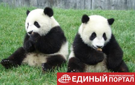 В Китае туристы больше не будут фотографироваться с пандами