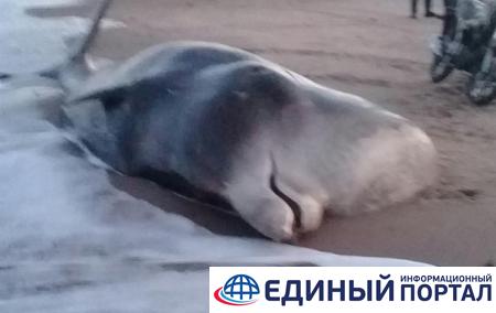 На берег Белого моря выбросился кит