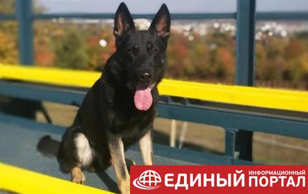 В Словакии полицейский пес поймал двух украинских контрабандистов