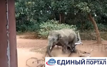 В Индии слон травмировал трех человек