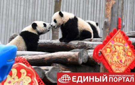 Маленькие панды отметили китайский Новый год