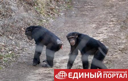 Шимпанзе сбежали из вольера с помощью ветки