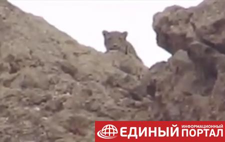 В Армении на видео попал редкий леопард
