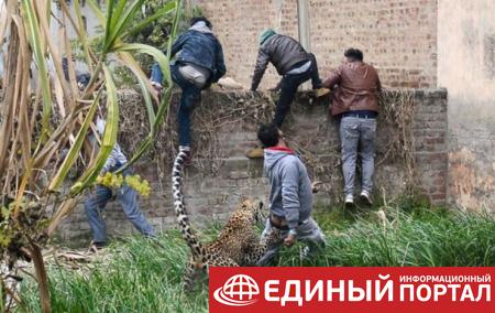 В Индии леопард напал на деревню: четверо пострадавших