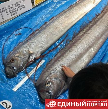 В Японии на берег выбросилась самая длинная в мире рыба