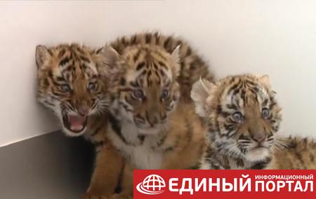 В зоопарке Китая родились шесть тигрят