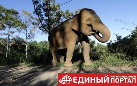 Таиланд отменил запрет на экспорт слонов