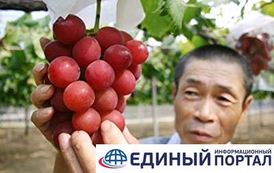 В Японии гроздь винограда продали за 11 тысяч долларов