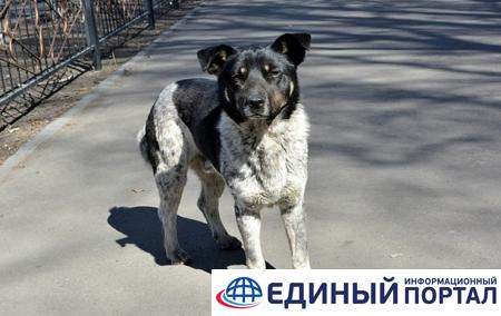 На Луганщине осудили мужчину за жестокое обращение с собакой
