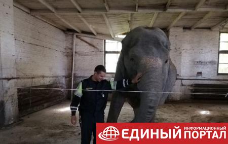 В Беларуси поймали слона, гулявшего по деревне
