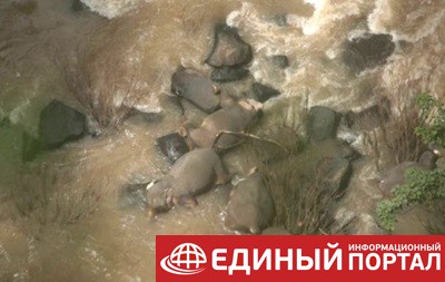 В Таиланде погибли шесть слонов, пытаясь спасти слоненка