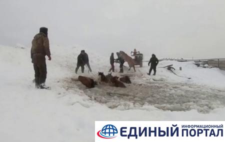 В Башкирии из воды вытащили табун лошадей