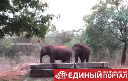 Слоны сами спасли попавшего в резервуар детеныша