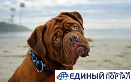 В Узбекистане теперь разрешено выгуливать собак только раз в день