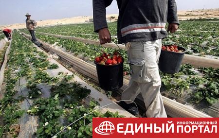 В Эстонии фермеры просят вернуть заробитчан на сбор урожая