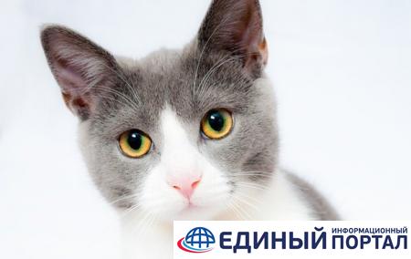 В Москве на карантин поместили кошку с COVID-19