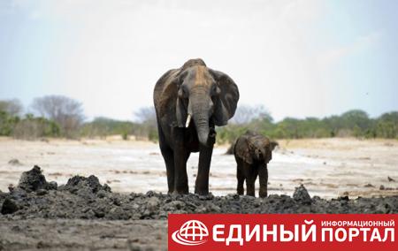 В Ботсване расследуют массовую гибель слонов