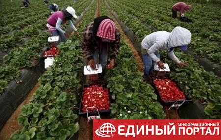 В Эстонии тонны клубники сгнили на полях из-за нехватки рабочих