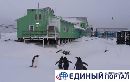 В Антарктиду в разгар зимы вернулись пингвины