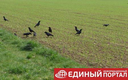 В новосибирском селе за ночь погибли сотни грачей