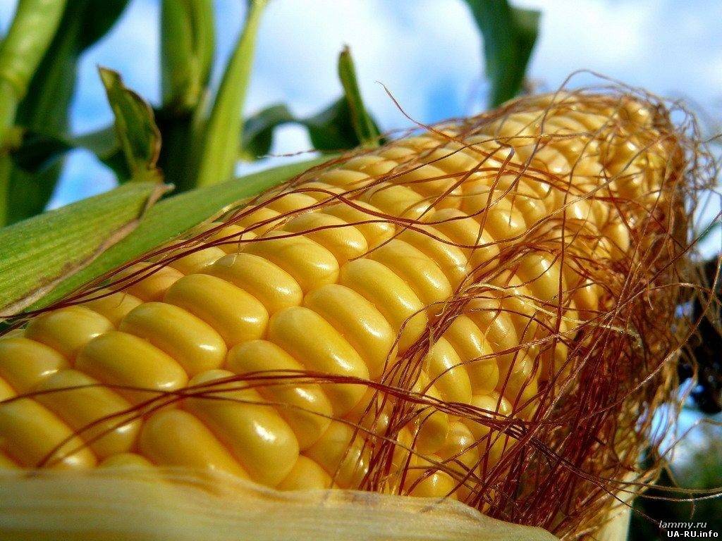 Украина увеличила экспорт кукурузы до 9,5 млн. тонн