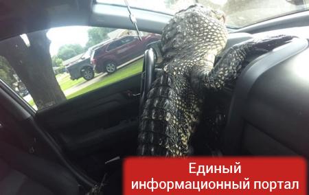 Аллигатор сел за руль, спасаясь от зоозащитницы