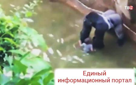 В США убили гориллу, чтобы спасти ребенка