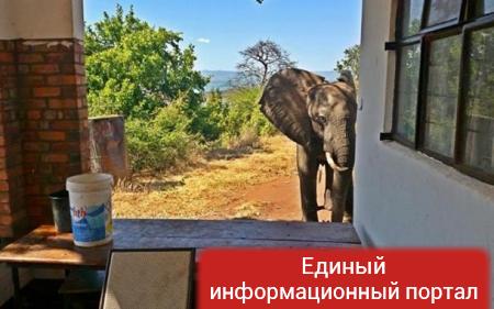 Раненый африканский слон пришел к людям за помощью