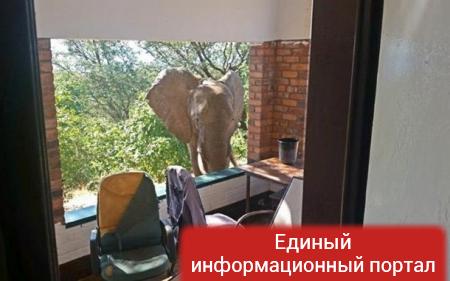 Раненый африканский слон пришел к людям за помощью