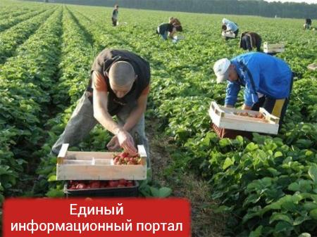 Зачем украинцы нужны ЕС — первые фабрики с рабами уже «накрыли» в Польше