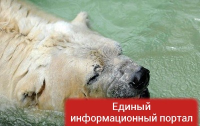 В аргентинском зоопарке умер последний в стране белый медведь