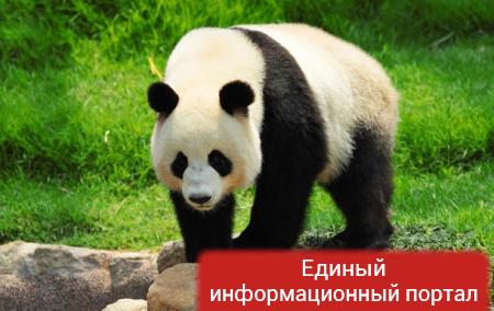 Панды перестали быть вымирающим видом