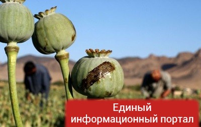 В ООН ожидают резкого роста производство опиума в Афганистане