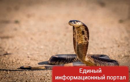 В Африке в унитазе поселилась огромная кобра
