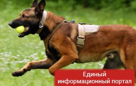 В российской полиции будут служить собаки-клоны