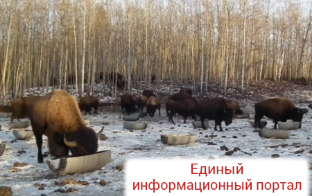В Канаде умер хозяин "украиноязычных" бизонов